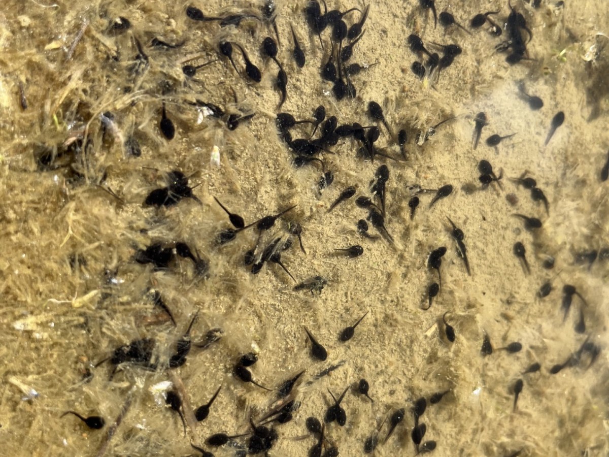 First there were tadpoles, then there were&nbsp;knot