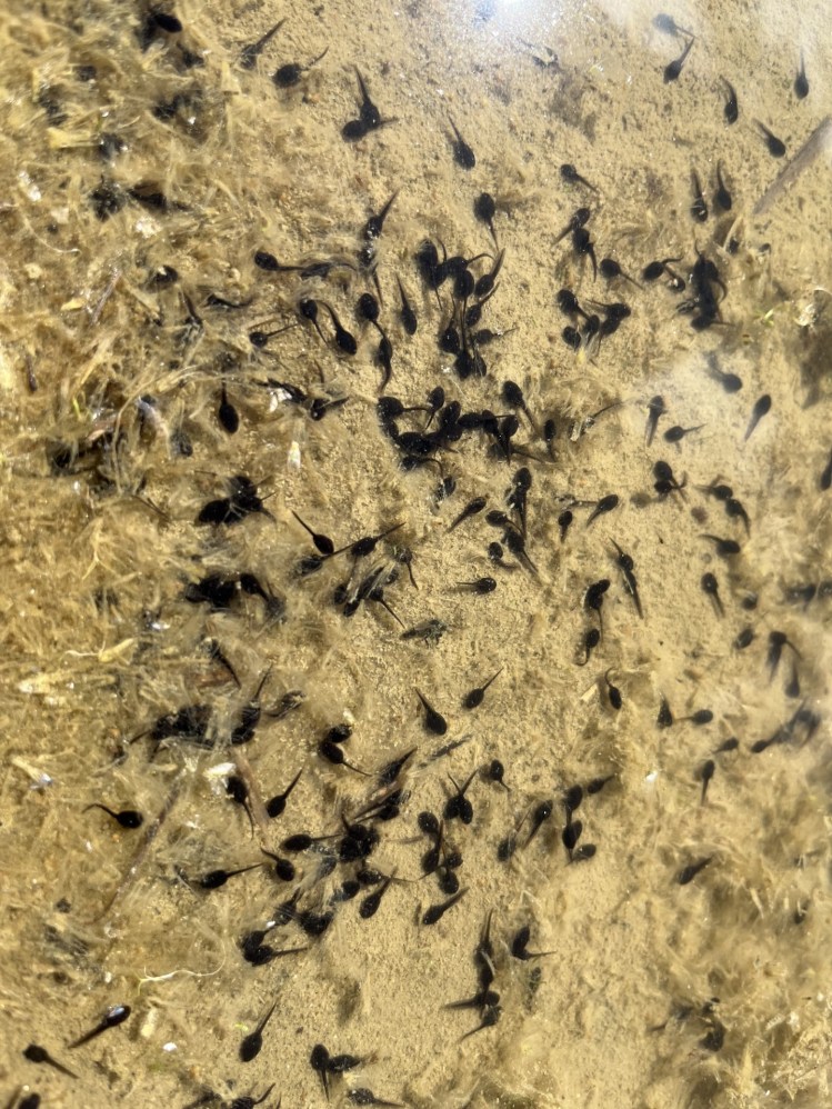Tadpoles